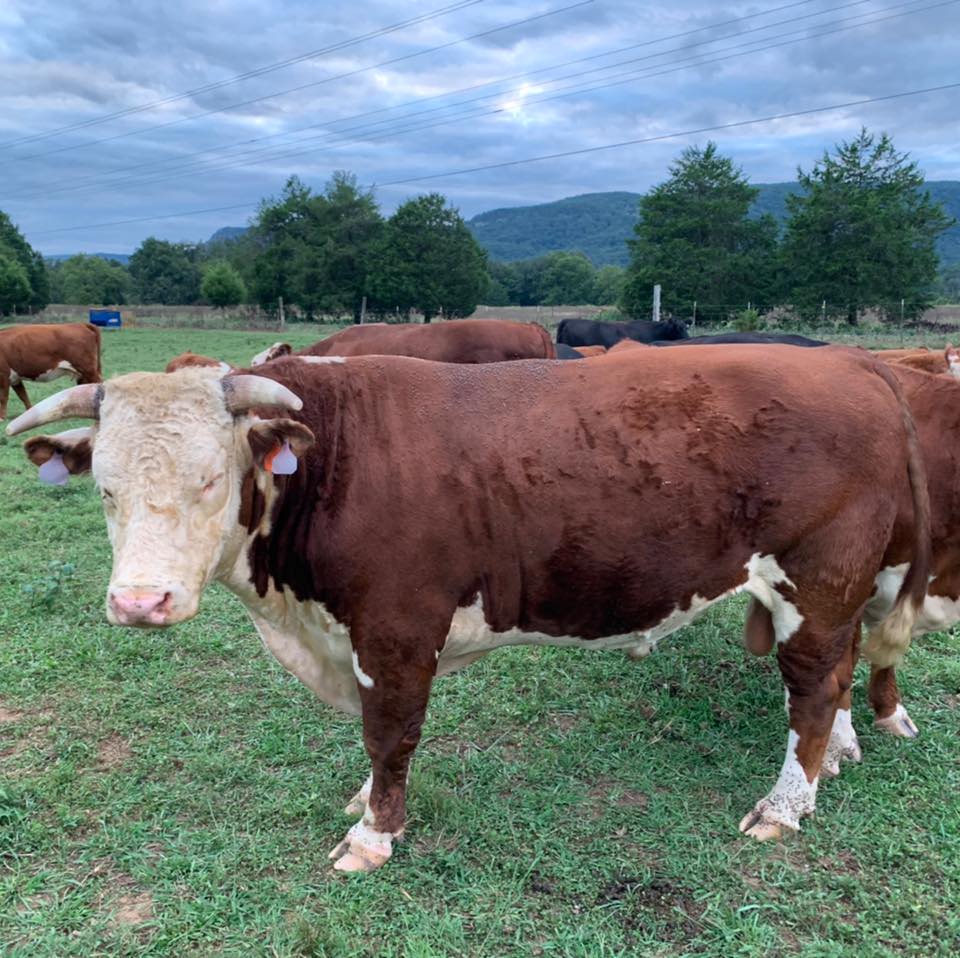 East Bound Hay and Cattle Company | Dunlap TN