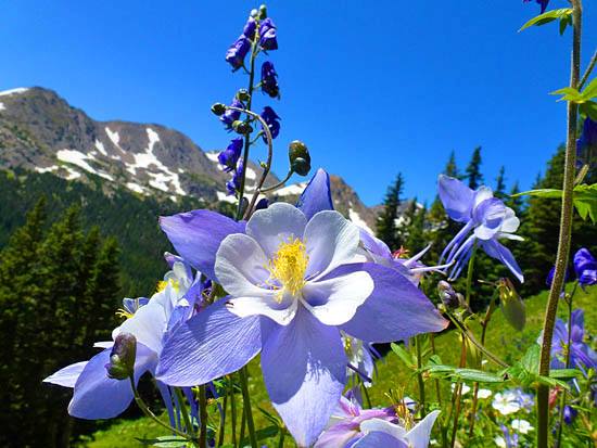 Columbine Aviary | Denver CO