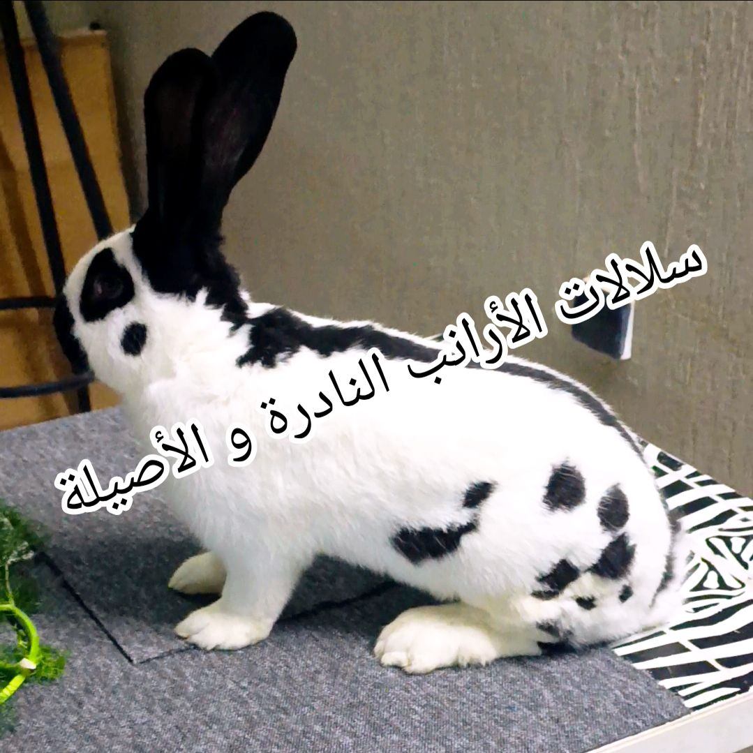 سلالات الأرانب النادرة والأصيلة Rare&Pure Rabbit Breeds | Ouardanine