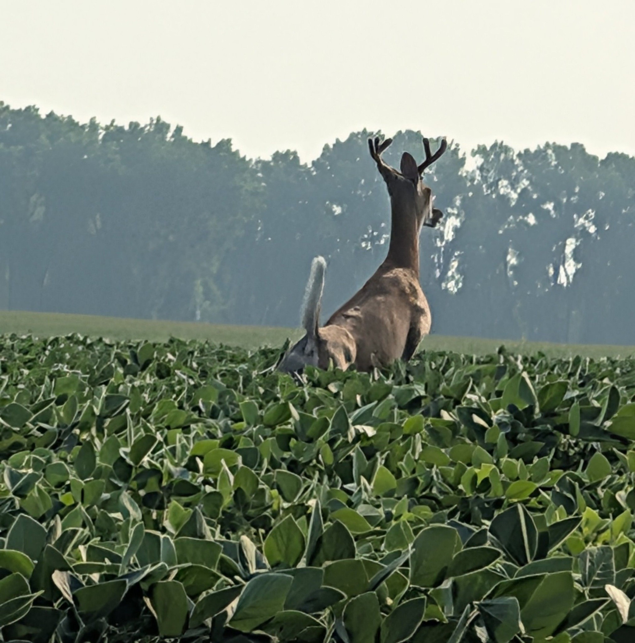 Pahlow Farms LLC | Oshkosh WI