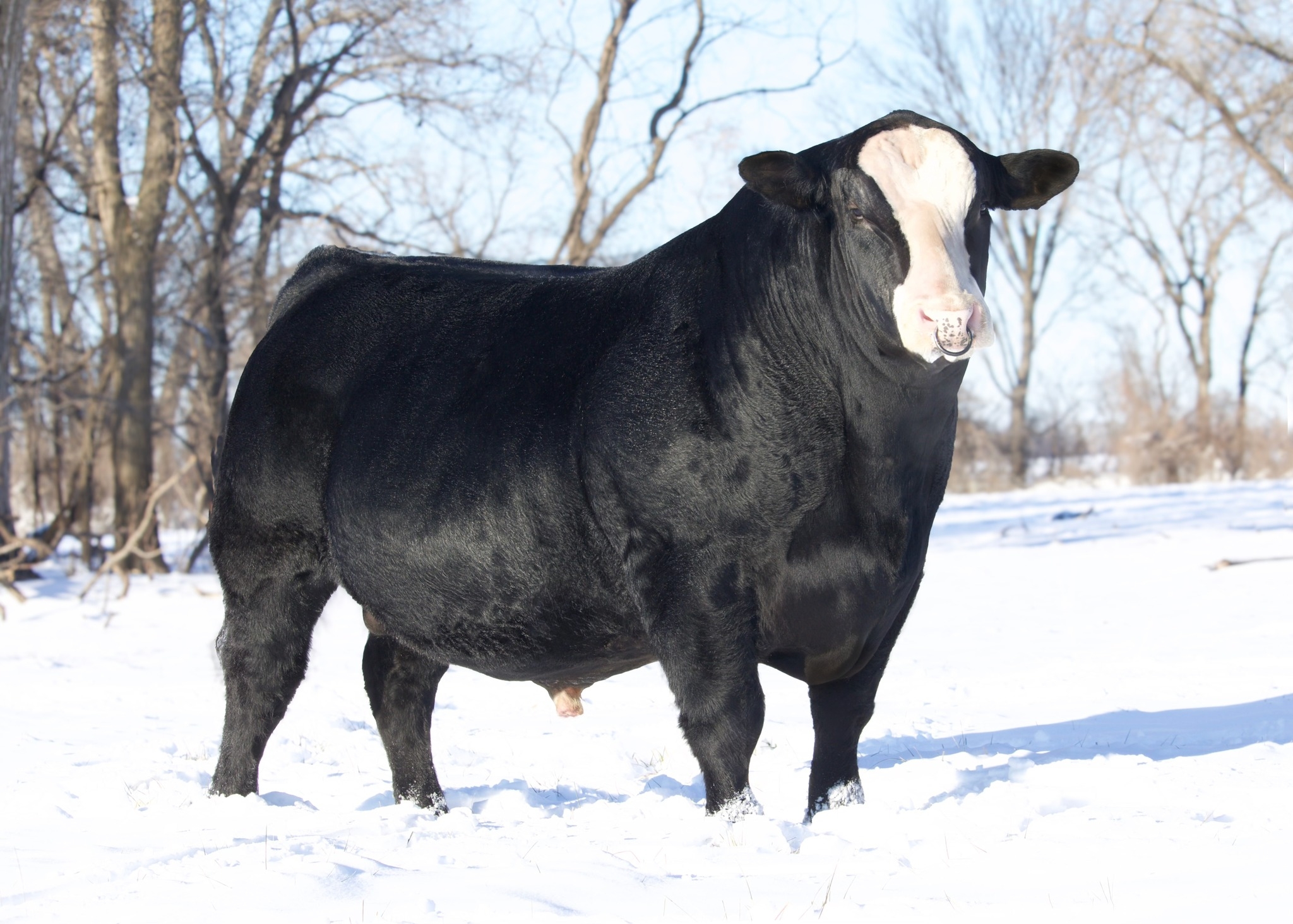 Four Point Livestock
