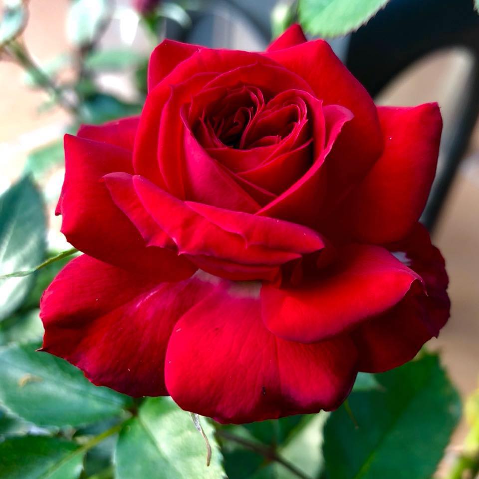 Hains Roses