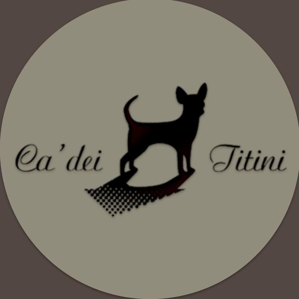 Collezione privata Chihuahua Ca' dei Titini