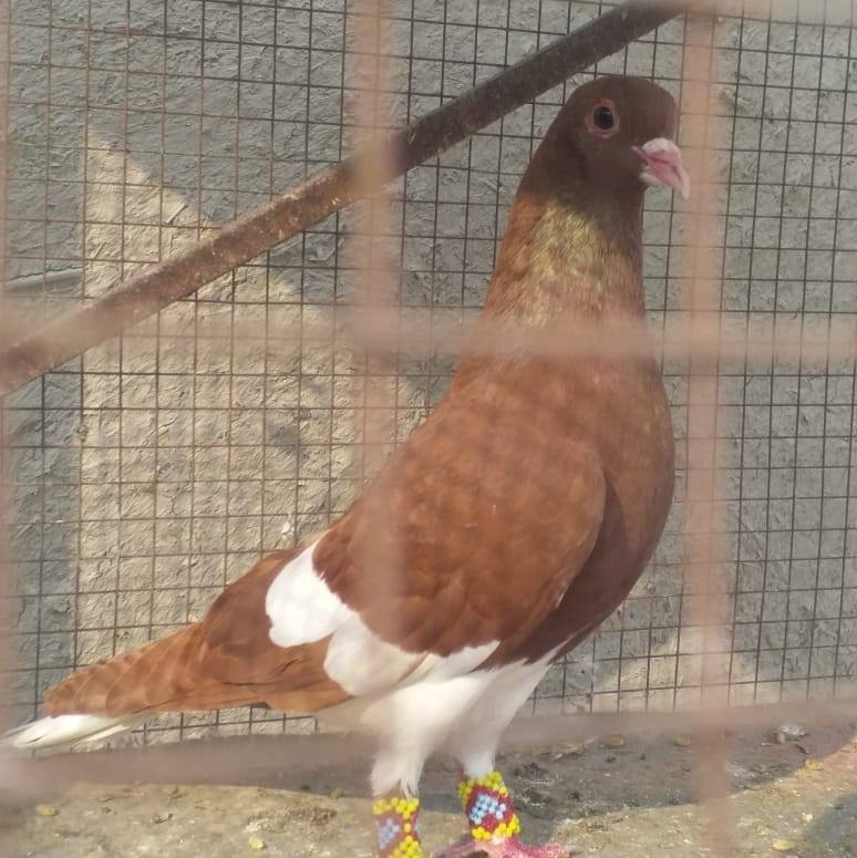 JS Birds Ans Pigeons CLUB