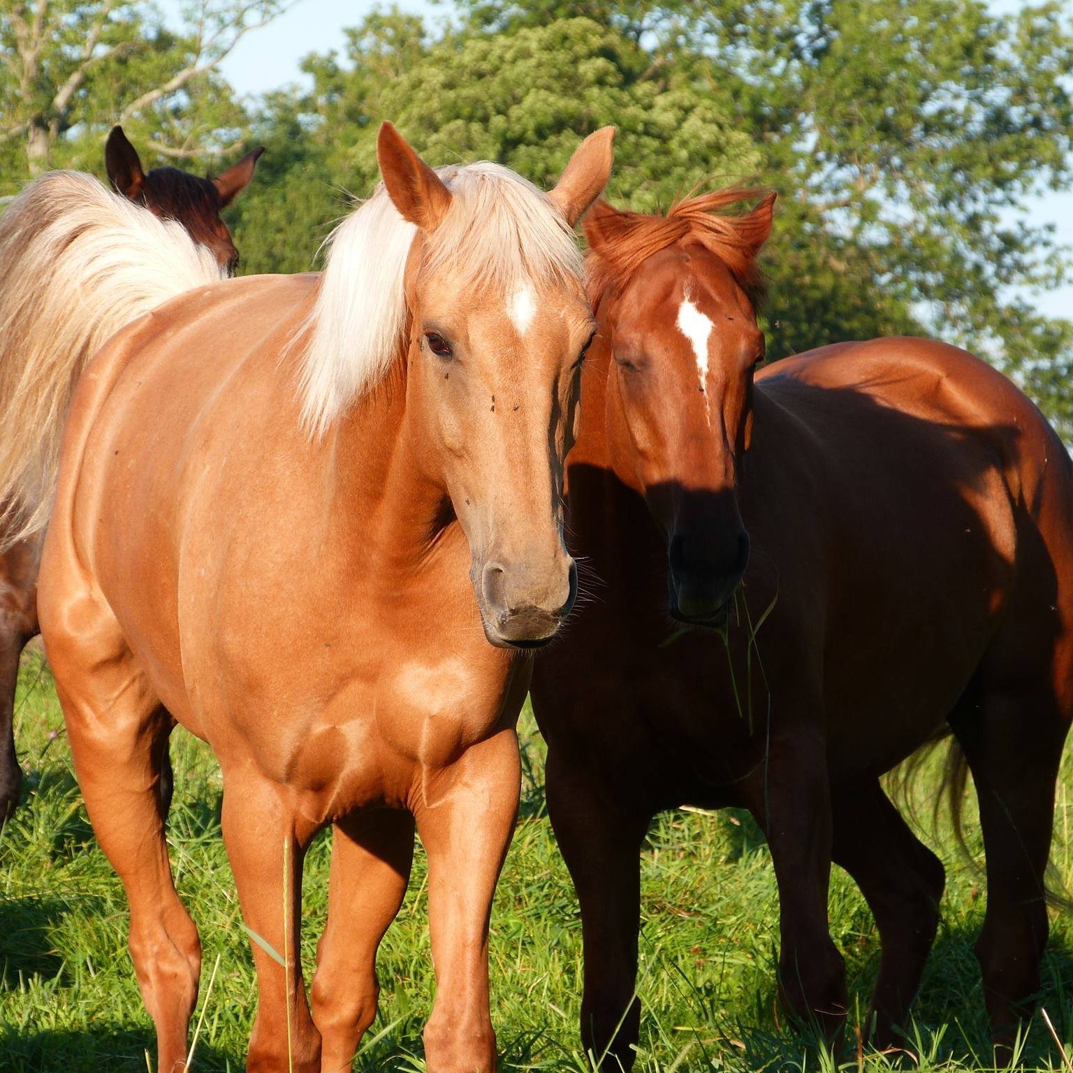 La Chevauchée - Centre Equestre | Rocques