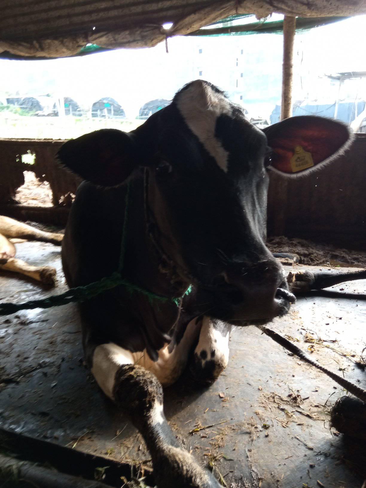 Molung dairy and agriculture