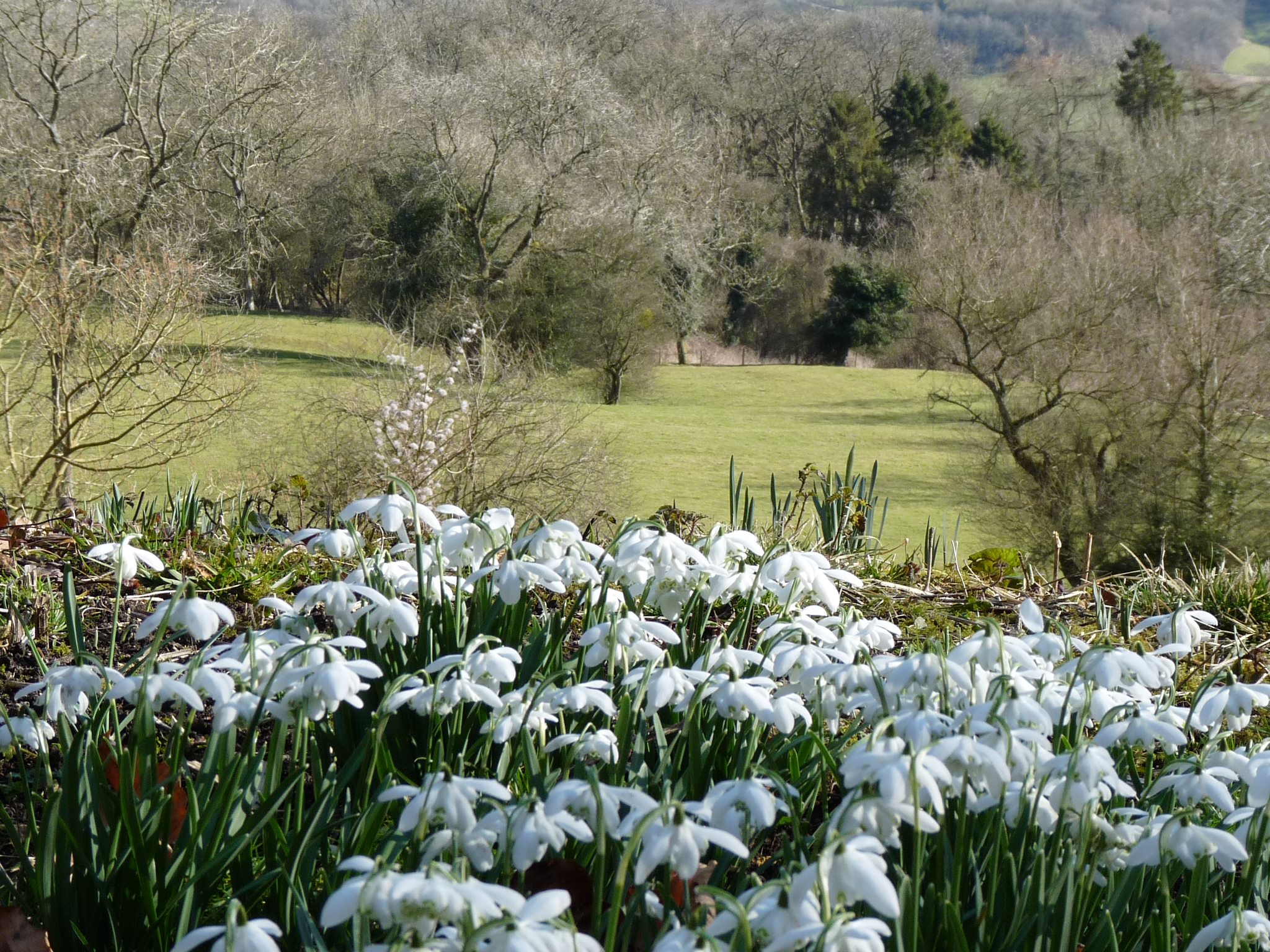 Snowdrops and Snowdrop Gardens