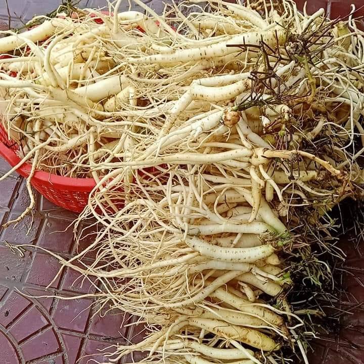 Sâm Dây Ngọc Linh Kon Tum