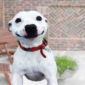 Funny Pets