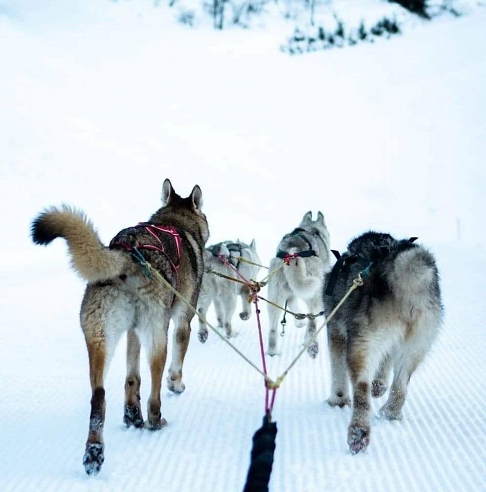 Nordic Sled Dog Chien De Traineau Les Gets