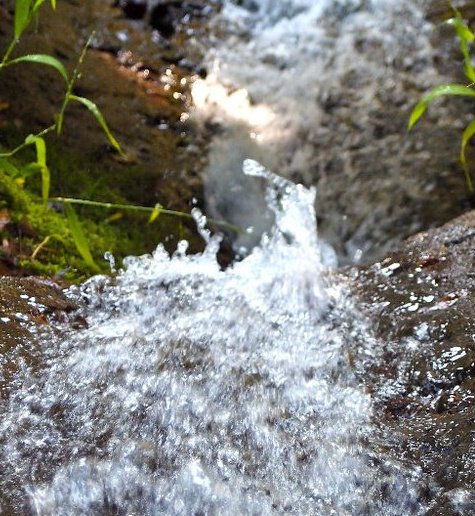 Friends of Newlands Spring