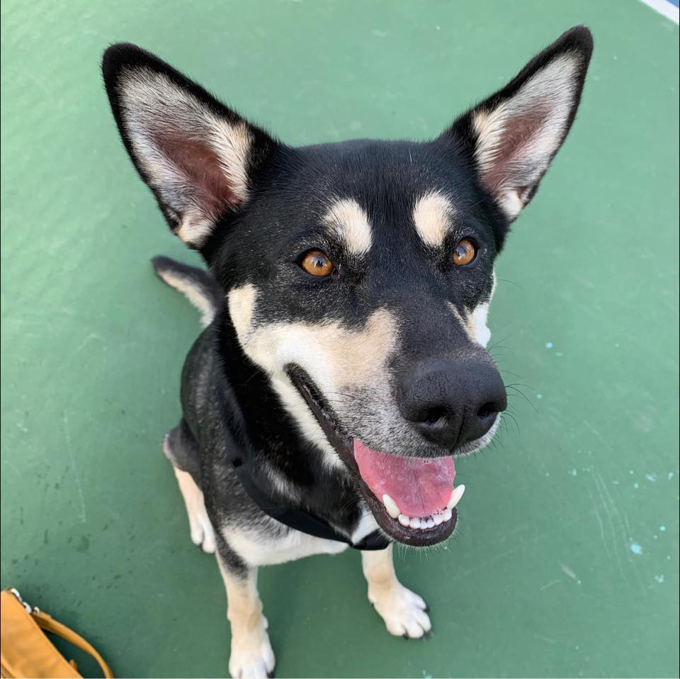 Advocates Of The Stockton Shelter Animals | 🥳UPDATE: COLANDER IS ...