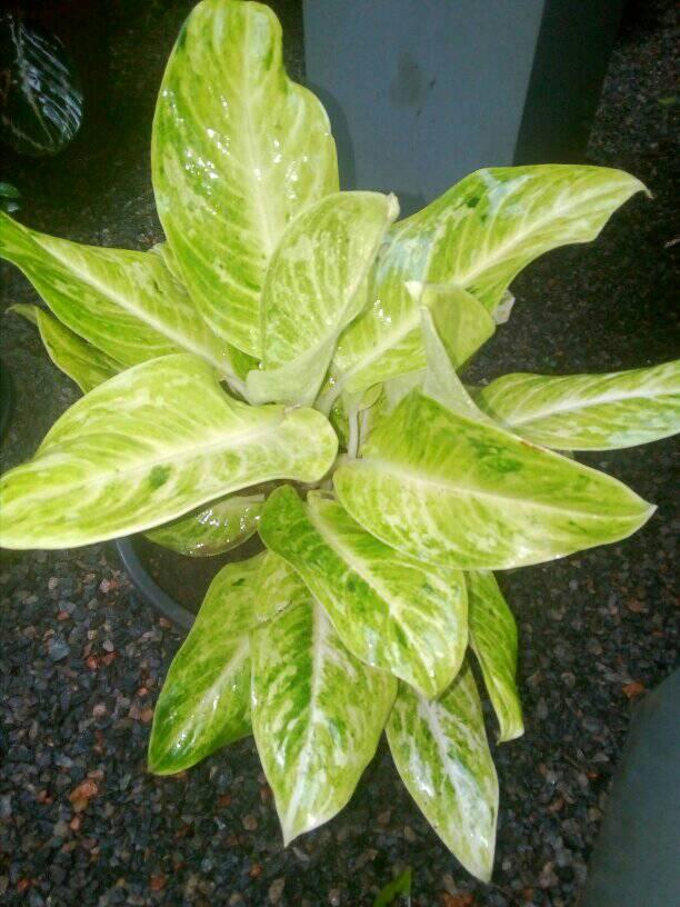 Deshika flower plants