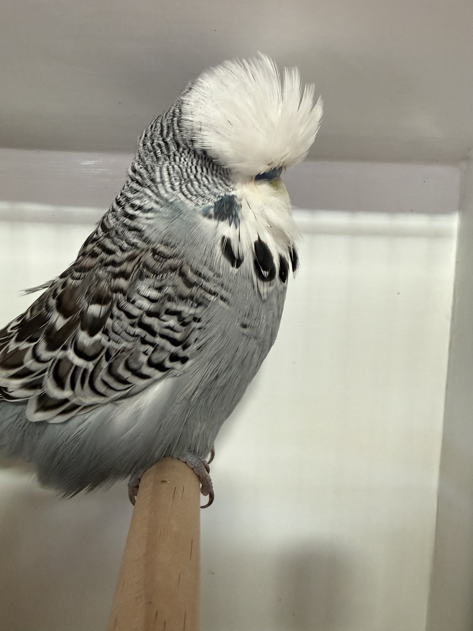 Grinter's Budgies | Tauranga