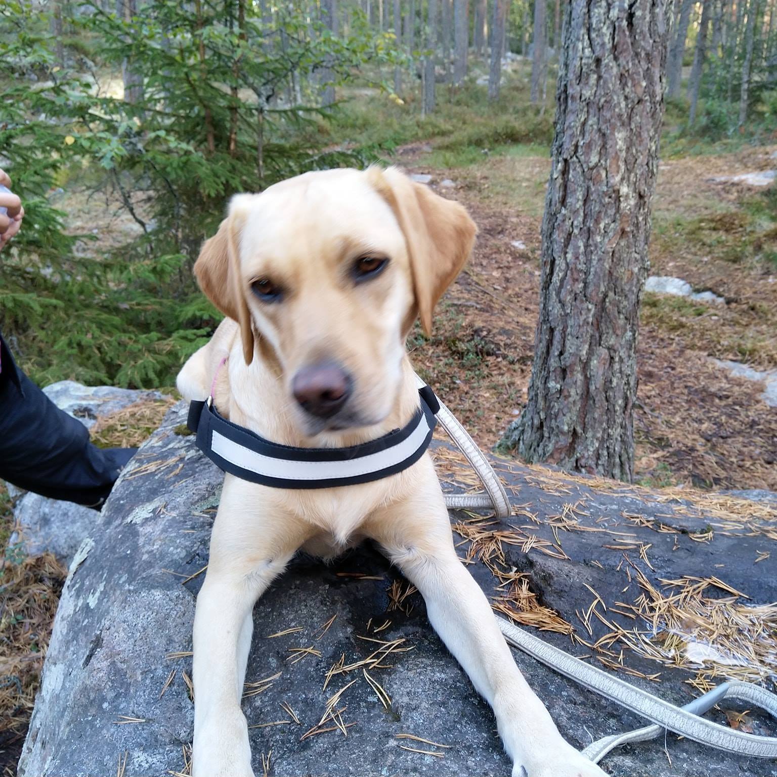 Voimatassun Kuntoutuskoirat | Tampere