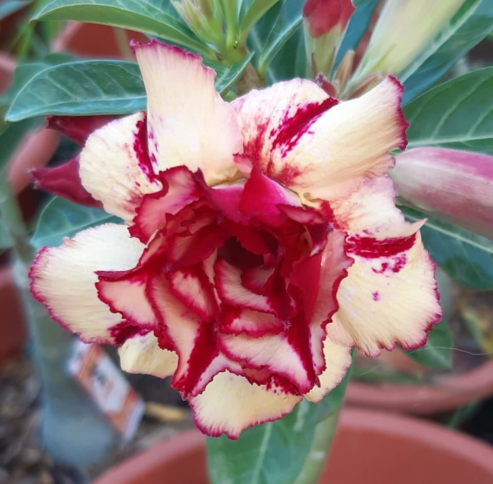 MJ's Adenium Flower Garden Philippines | Iloilo City