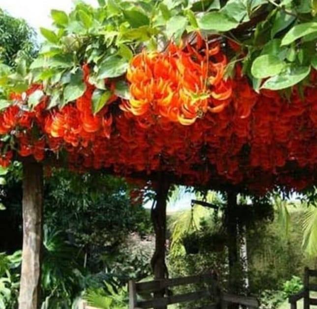 Bibit flame of irian merah api dan hijou toska. | Bandung