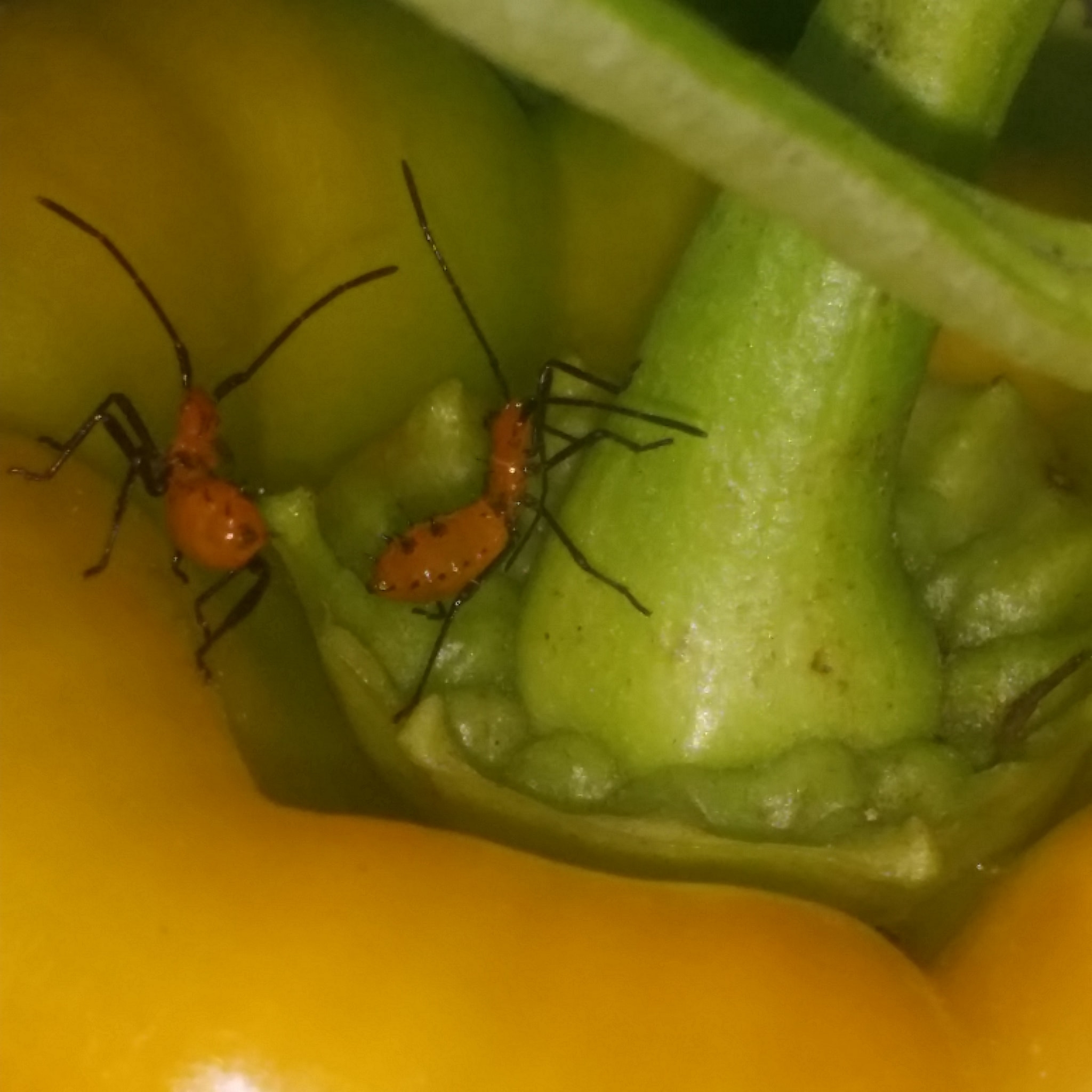 Pestering Pest