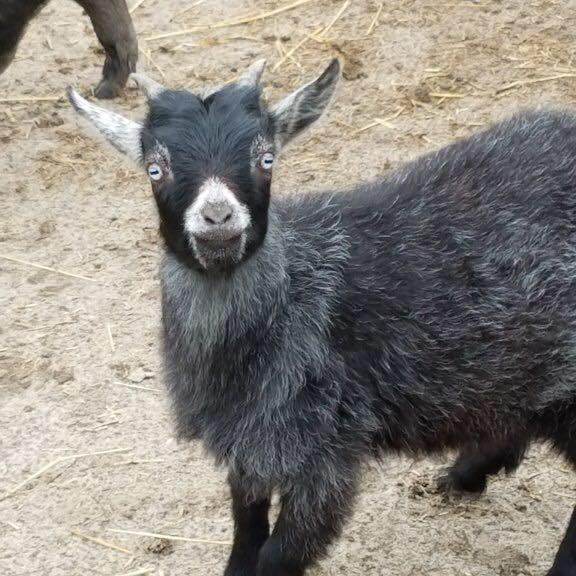 New Chances Rescue and Sanctuary