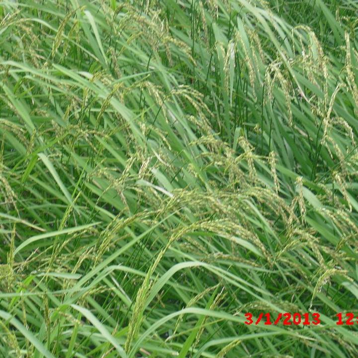 புலோலி / Puloly
