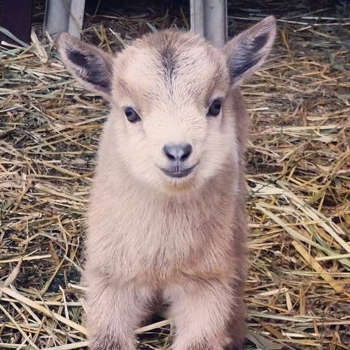 Long Shot Ranch Nigerian Dwarf Goats
