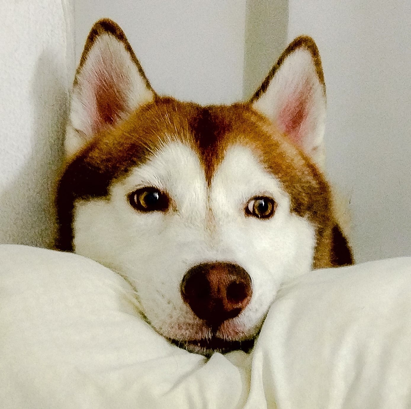 Ringo Tew The Husky