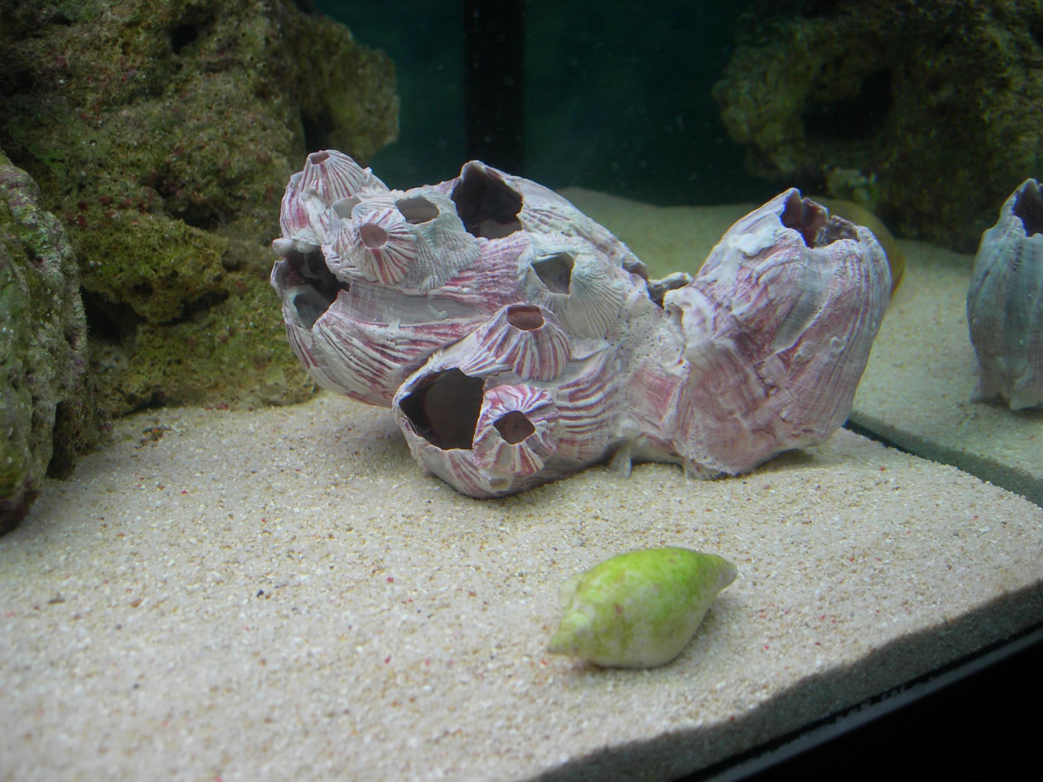 Lyn's marine fish tank