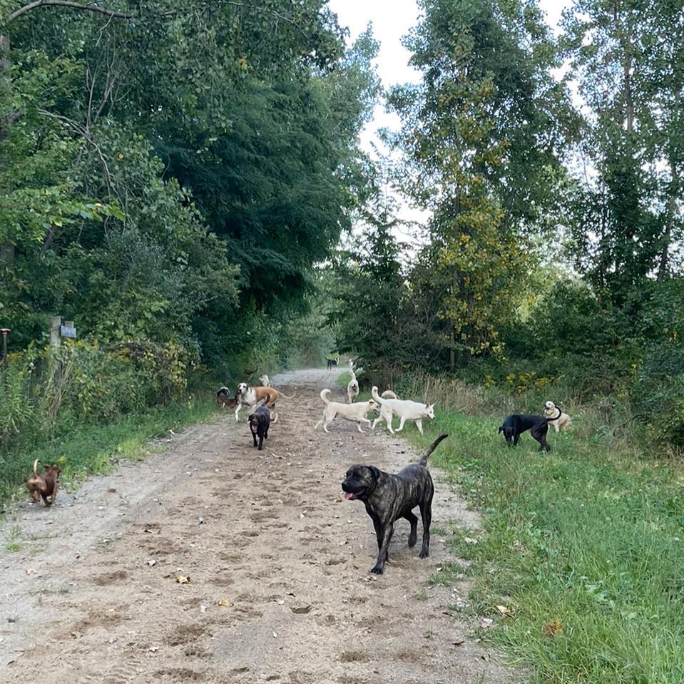 Changing Chances Rescue And Sanctuary | Linden MI