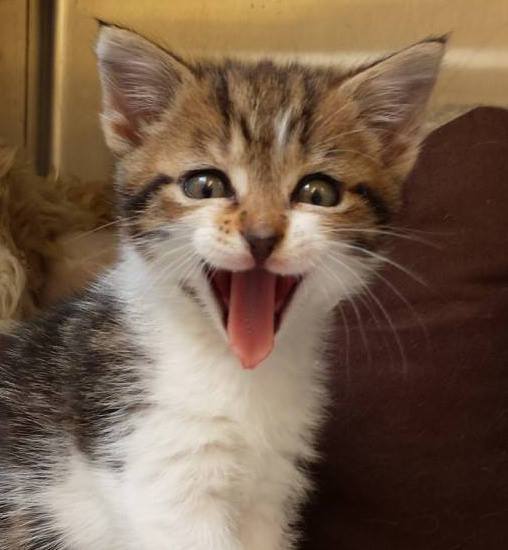 RSPCA - Balham & Tooting Branch