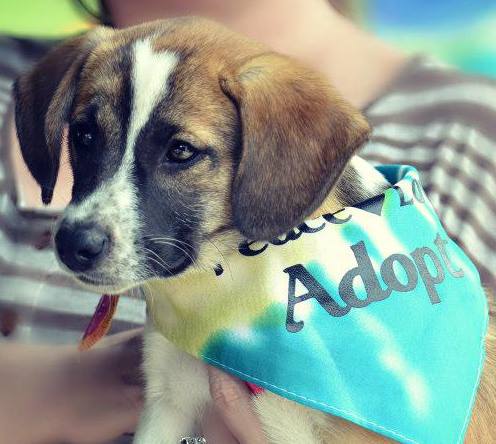 Helping Paws Dog Show