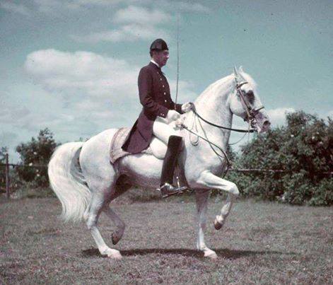 Creating Freedom Riding Therapy