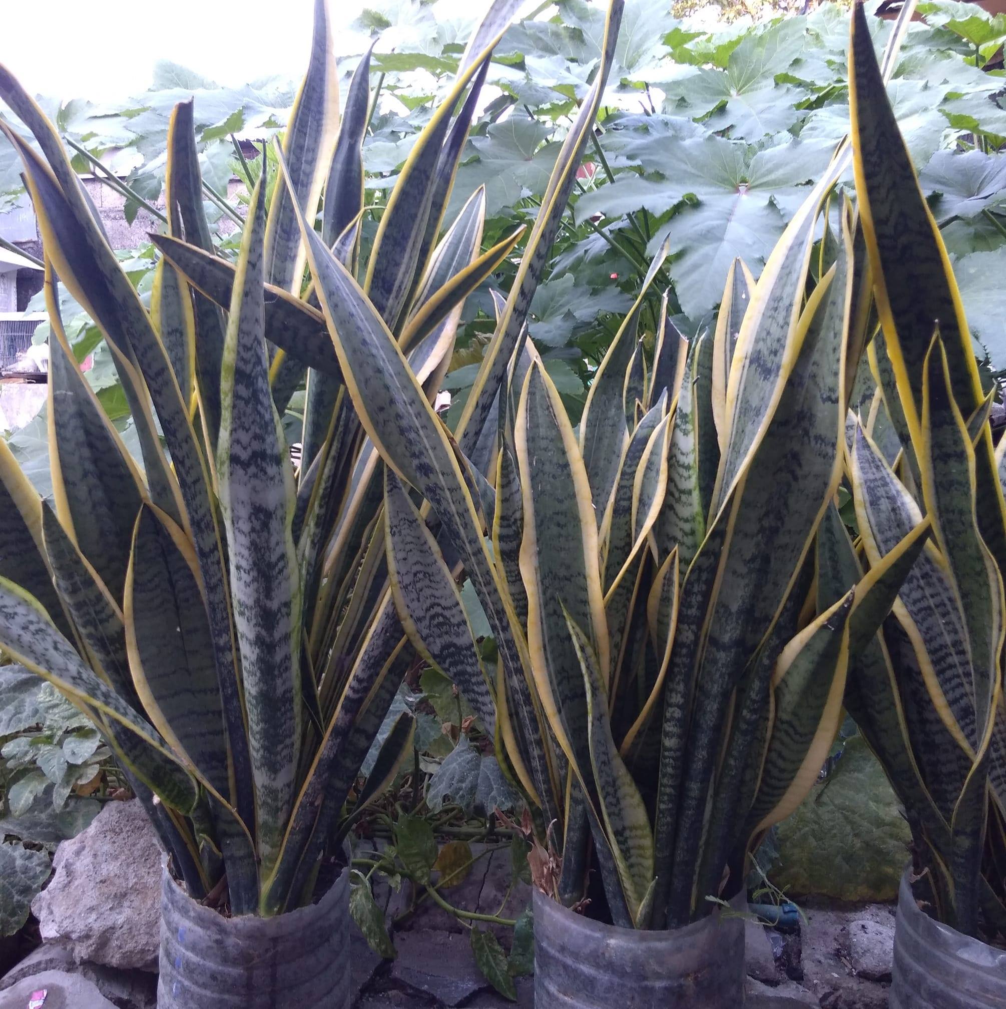 Daday snake plants