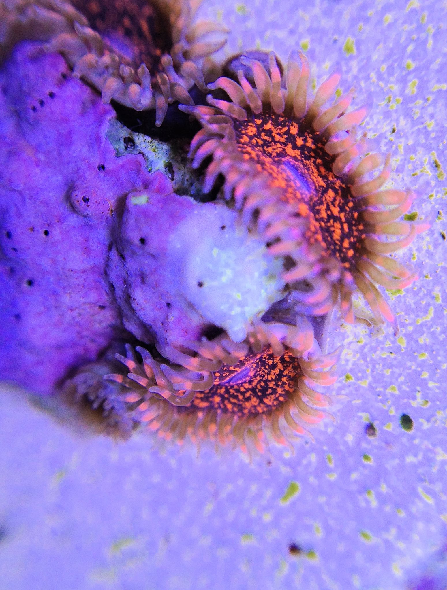 Pete's Polyps