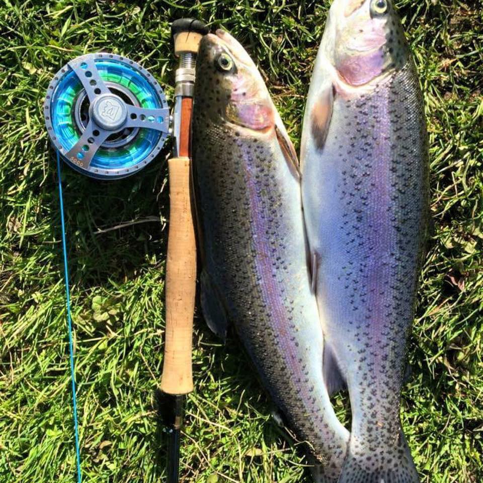 Sharpley Springs lastest... - Sharpley Springs Fly Fishery | Facebook