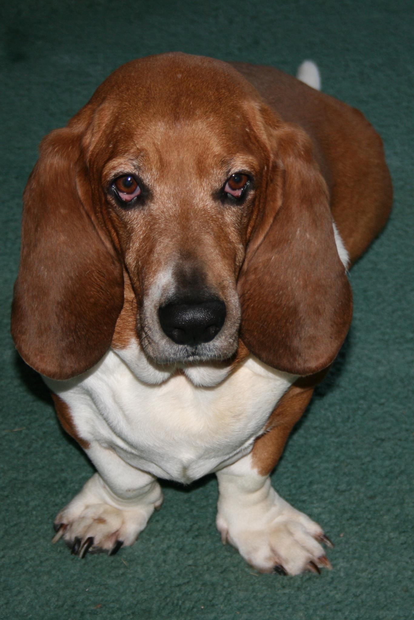 Flash the Wordhound