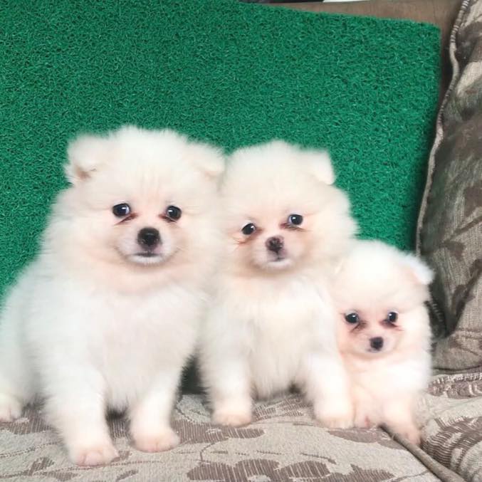 Ems Paws