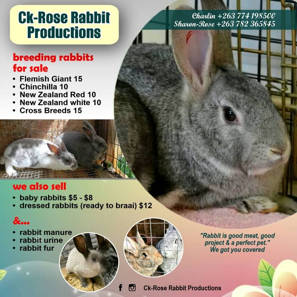 CK ROSE Rabbit Production | Harare