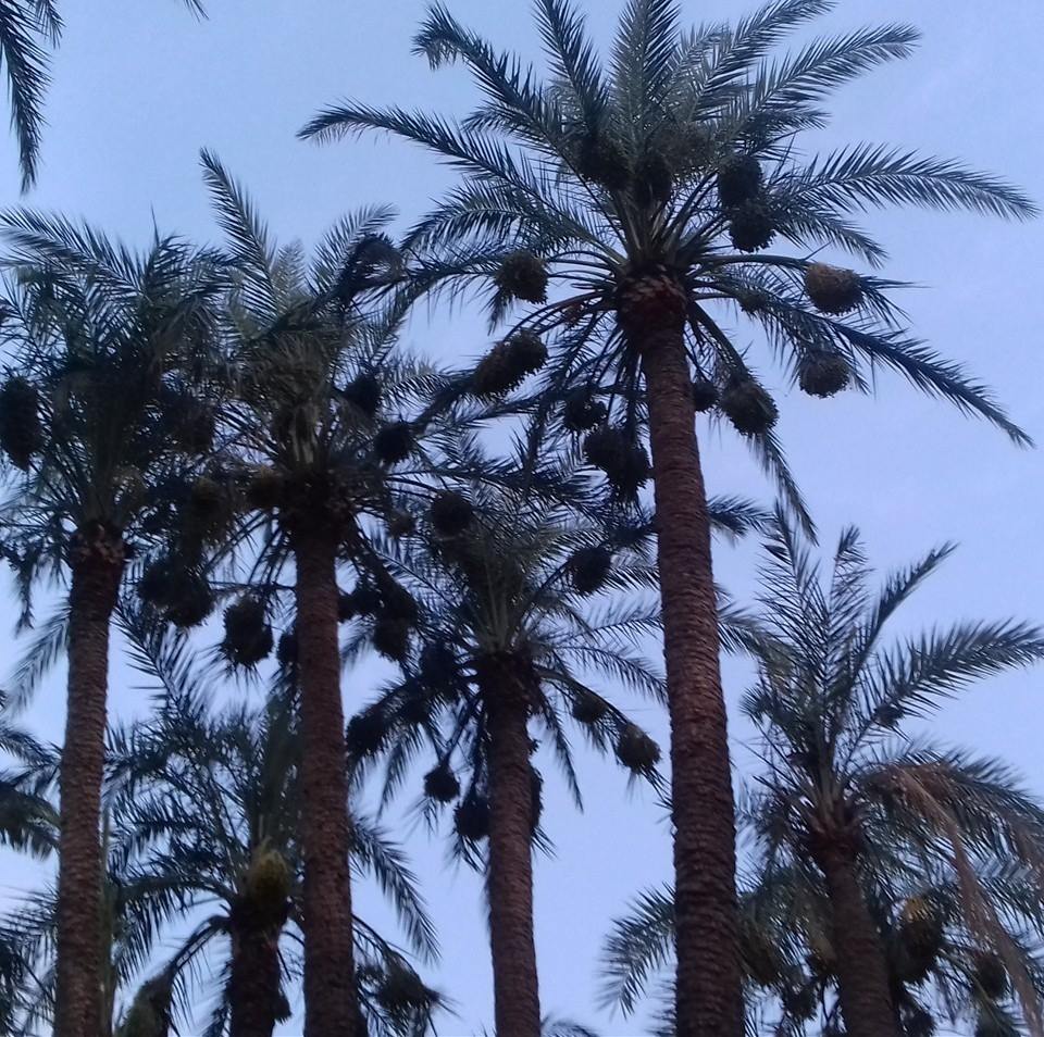 Jallah Balochan,Tehsil Sahiwal