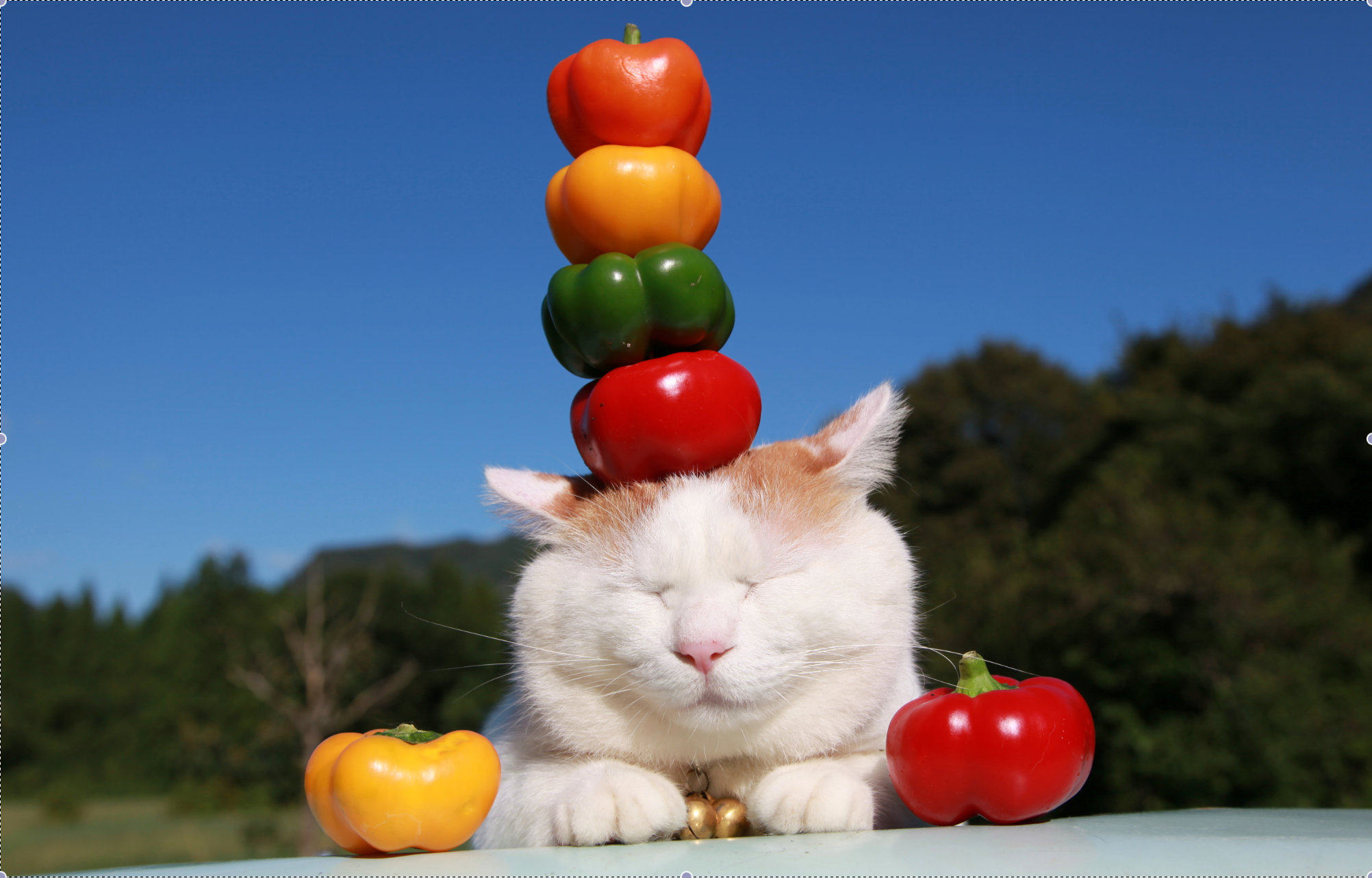 かご 猫