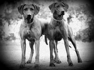 Rhodesian Ridgeback Kennel of Mombasa - Kwelanga
