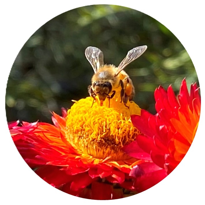Join us for a hands-on Frame... - Southern Highlands Bee Club | Facebook