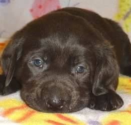 Due North Labradors