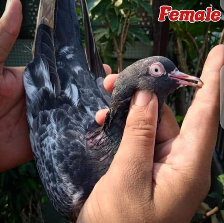 Shan Rajpoot Pigeons | Lahore