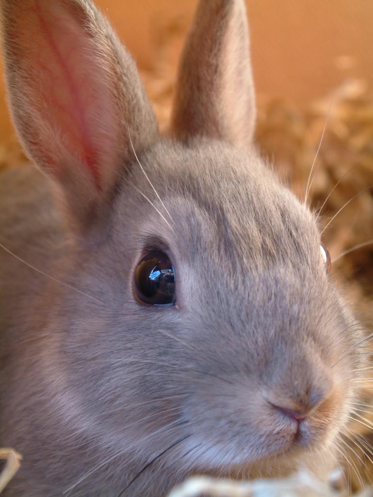 Ralph's Rabbit Ranch - Home of Gabe's Gourmet Rabbits - Every livestock ...