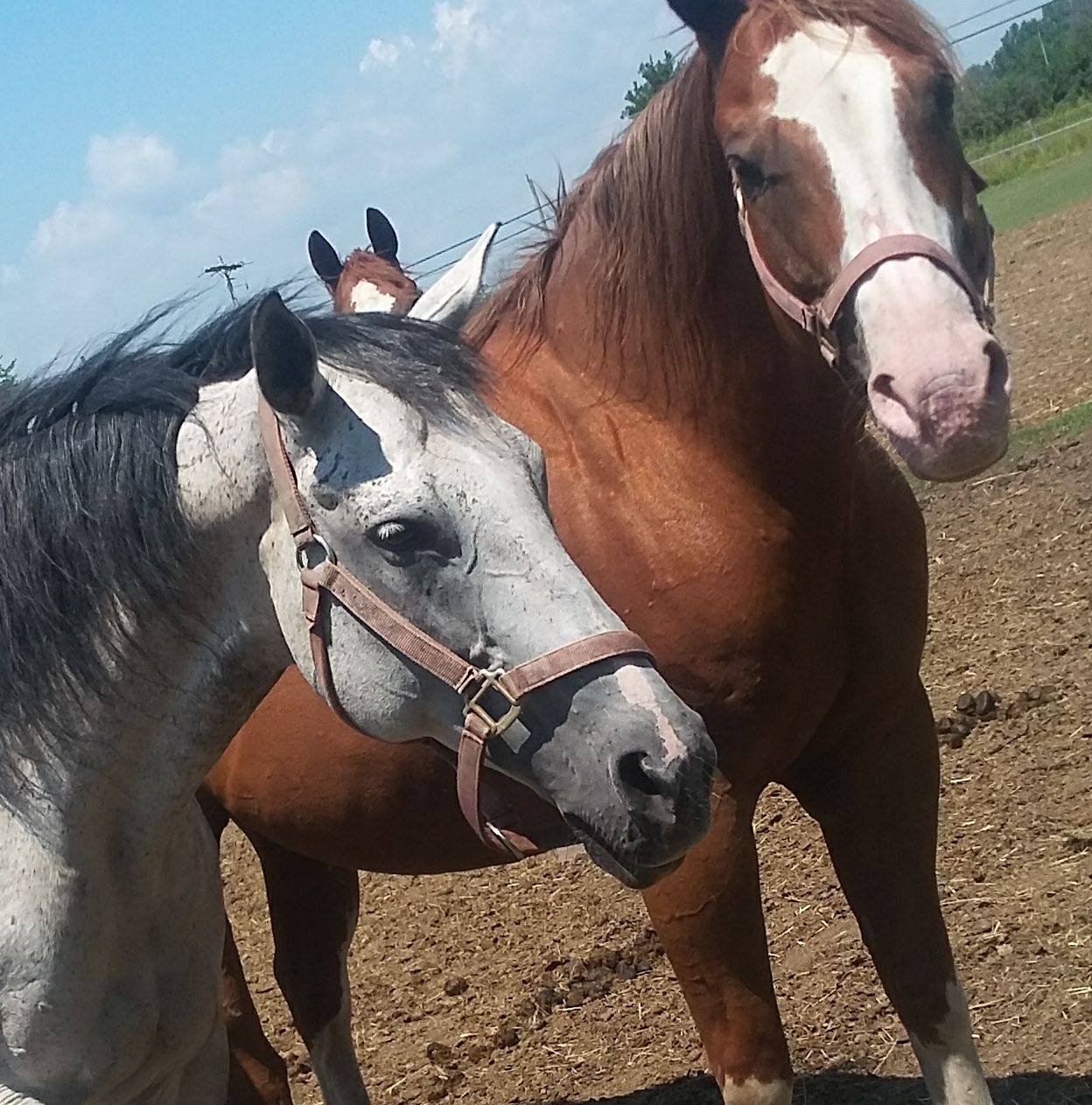 Last Chance Horse and Pony Rescue