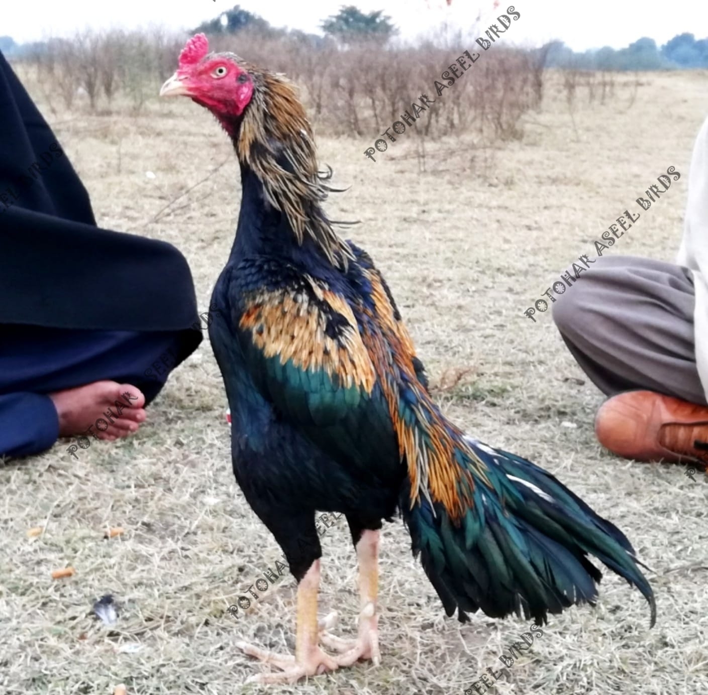 Pothohar Aseel Birds