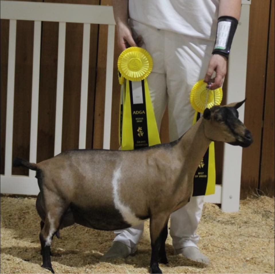 Nigerian Dwarf Dairy Goats on the Homestead | Would those be considered ...