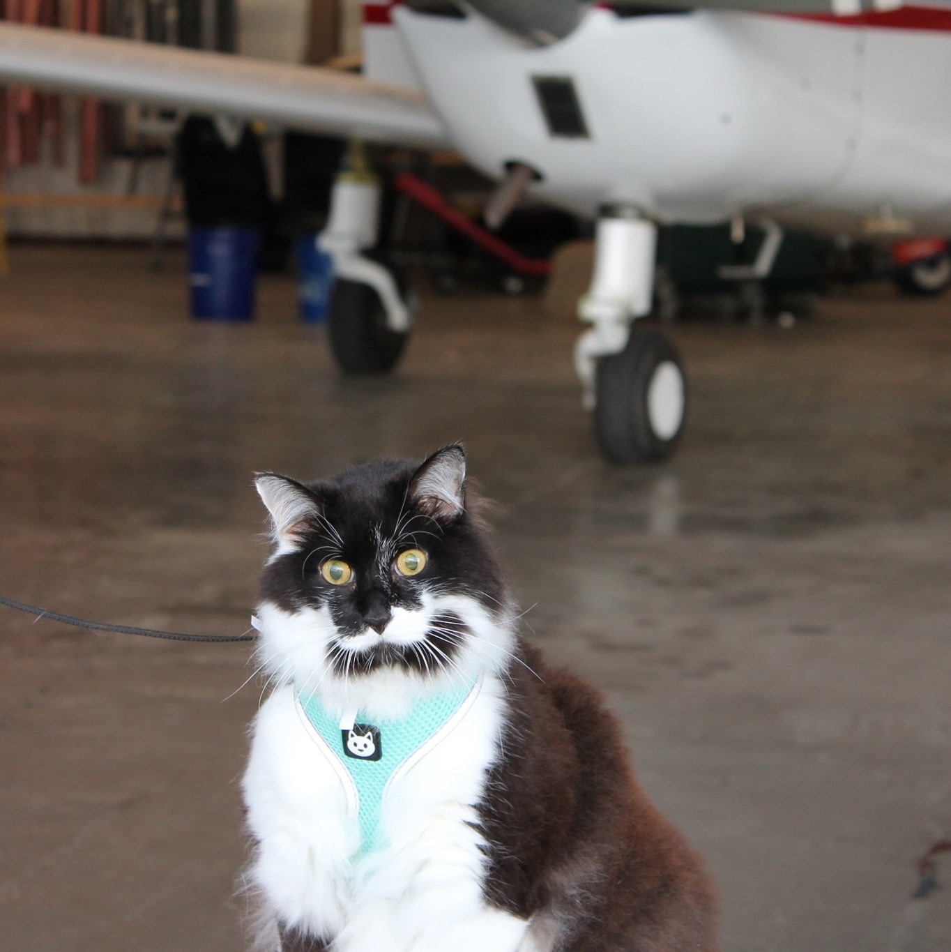 Do you have a blind cat? Here are 3 tips on how you can play with 