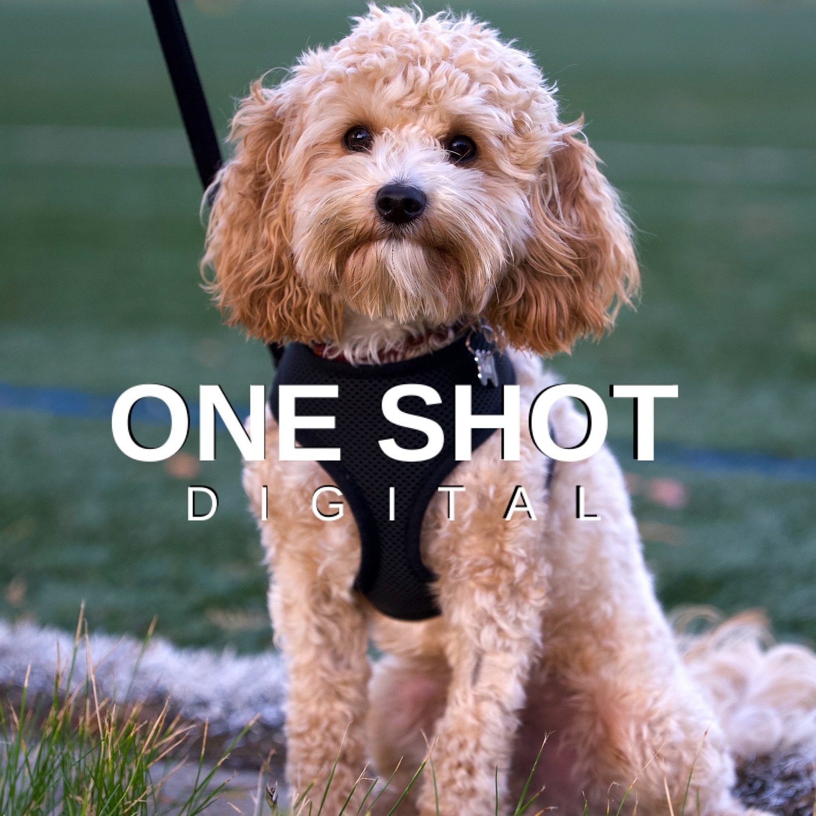 One Shot Digital