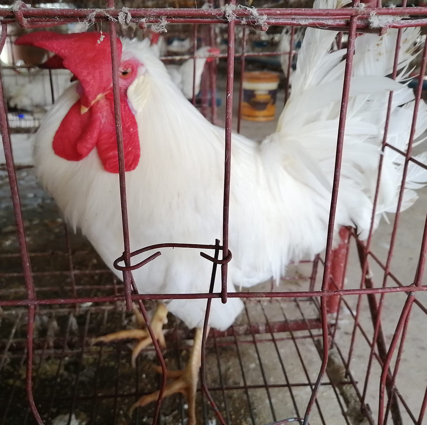 M/s shaud poultry | Ukhiya